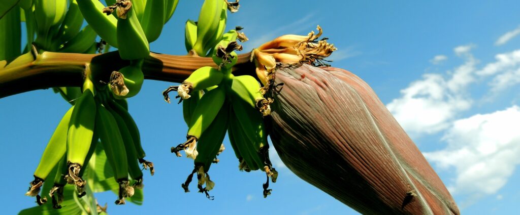 Bananen plant in groei

